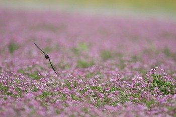 ツバメ 栗東市 2016年5月15日(日)