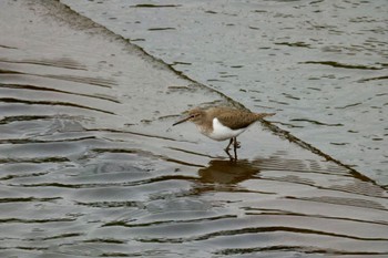 Common Sandpiper 川崎 Fri, 5/6/2022