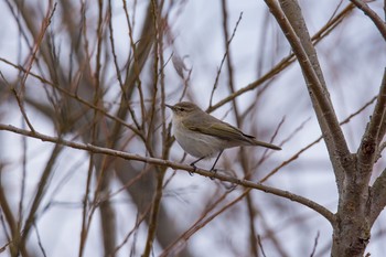 Common Chiffchaff Watarase Yusuichi (Wetland) Mon, 1/2/2017