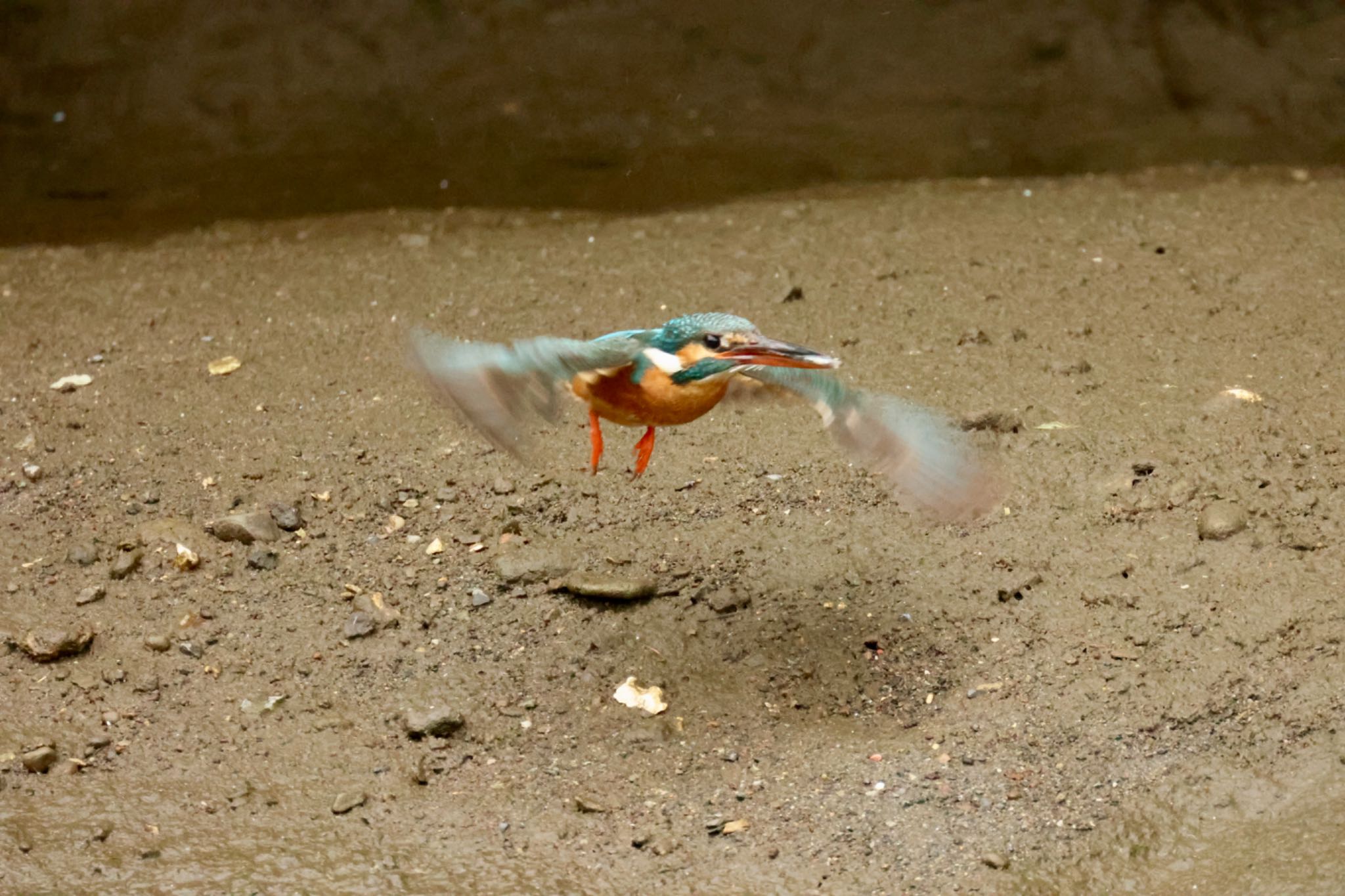 待っててね、ママが小魚つかまえたから by Naosuke