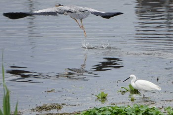 Little Egret 江津湖 Sat, 5/7/2022