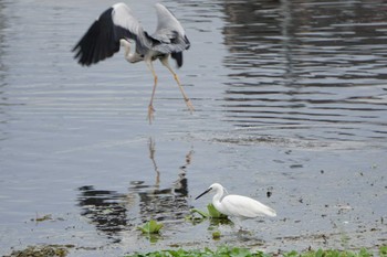 Little Egret 江津湖 Sat, 5/7/2022