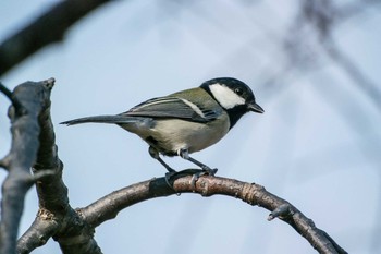 Japanese Tit Akashi Park Tue, 11/28/2017