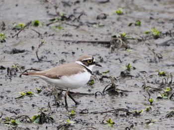 Little Ringed Plover 境川遊水地公園 Fri, 4/29/2022