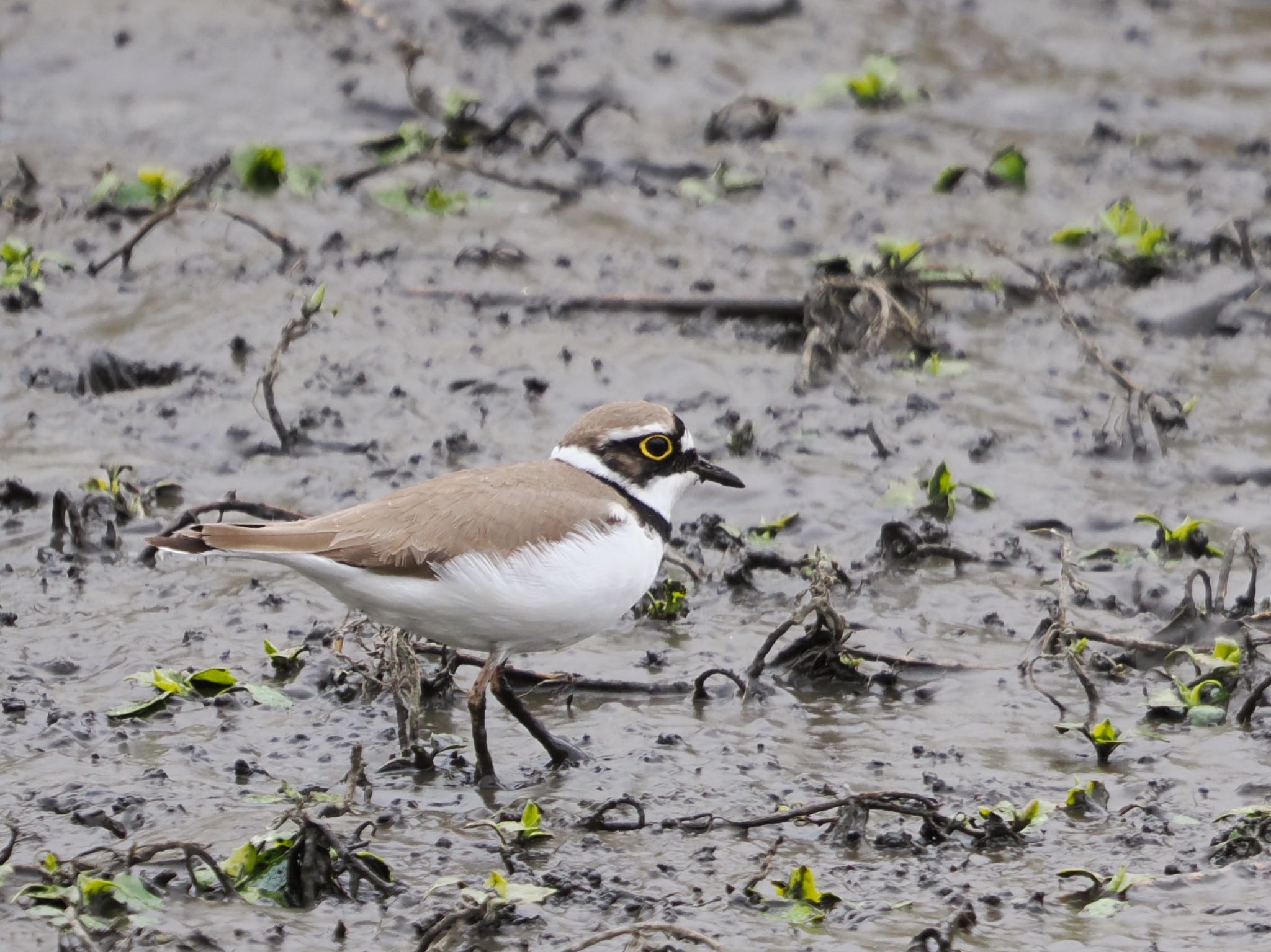 Photo of Little Ringed Plover at 境川遊水地公園 by アポちん