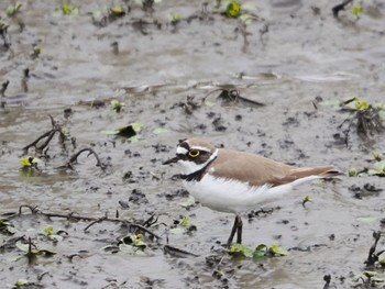 Little Ringed Plover 境川遊水地公園 Fri, 4/29/2022