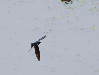 Barn Swallow 境川遊水地公園 Fri, 4/29/2022