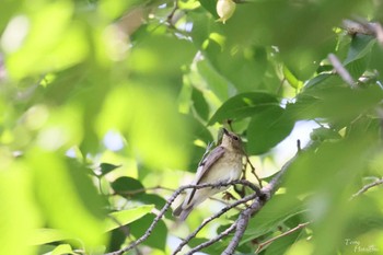 Narcissus Flycatcher 洗足池公園 Thu, 5/5/2022