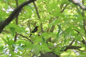 Narcissus Flycatcher 洗足池公園 Thu, 5/5/2022