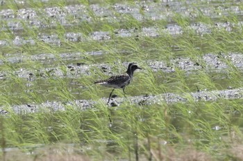 Pacific Golden Plover Shiokawa Tidalflat Tue, 5/3/2022