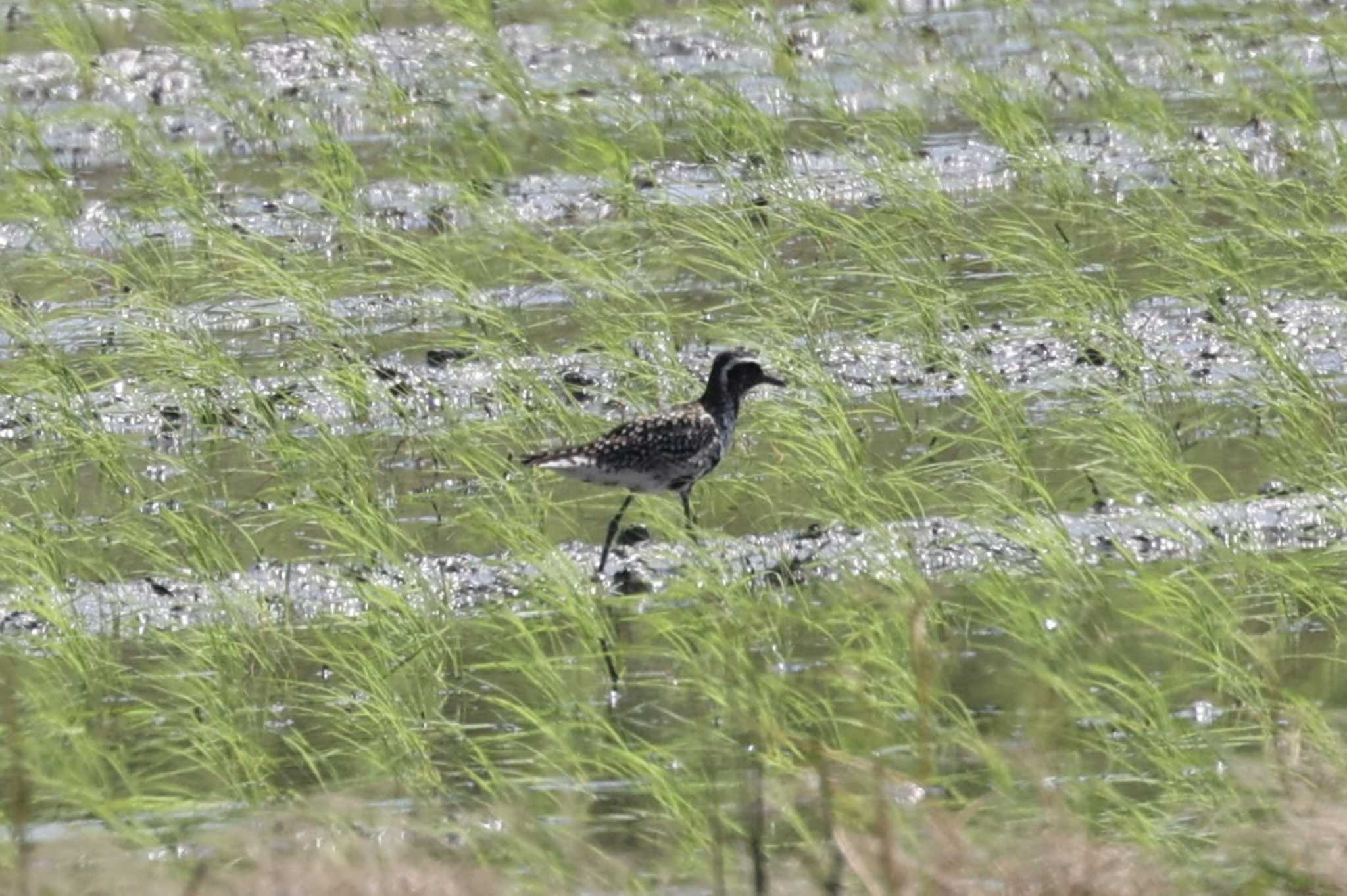 Photo of Pacific Golden Plover at Shiokawa Tidalflat by トビトチヌ