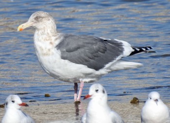 Slaty-backed Gull 大阪府堺市 Sun, 12/3/2017