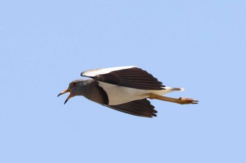 Grey-headed Lapwing Shiokawa Tidalflat Tue, 5/3/2022