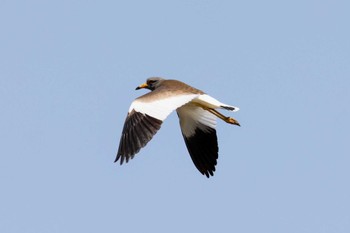 Grey-headed Lapwing Shiokawa Tidalflat Tue, 5/3/2022