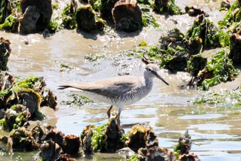 Grey-tailed Tattler Shiokawa Tidalflat Tue, 5/3/2022