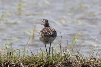 Wood Sandpiper Shiokawa Tidalflat Tue, 5/3/2022