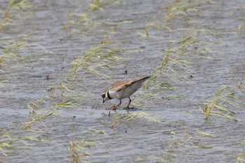 Long-billed Plover Shiokawa Tidalflat Tue, 5/3/2022