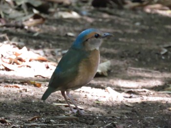 Blue-rumped Pitta