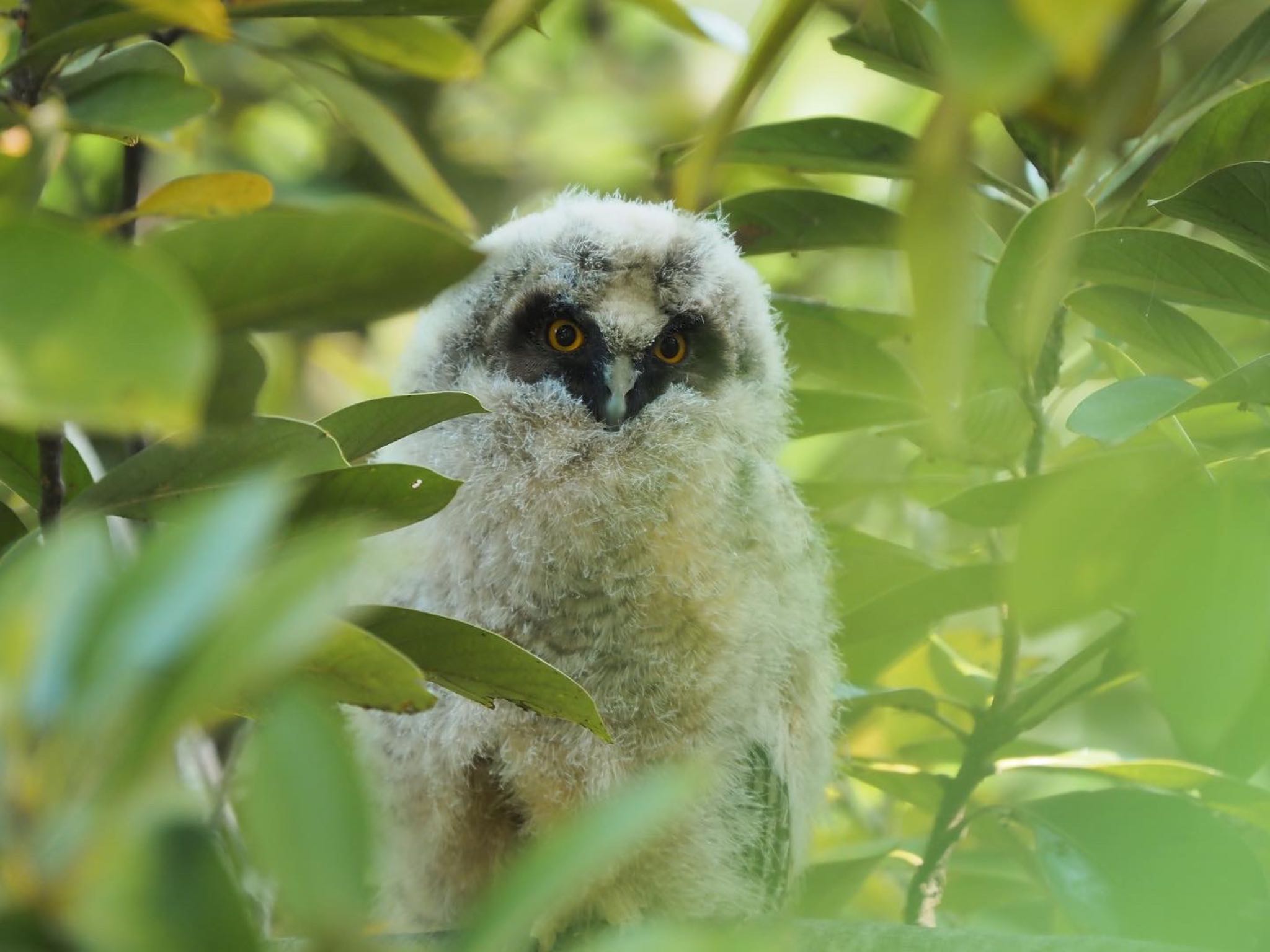 Photo of Long-eared Owl at  by masaki