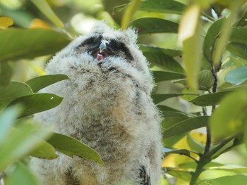 Long-eared Owl Unknown Spots Wed, 5/4/2022