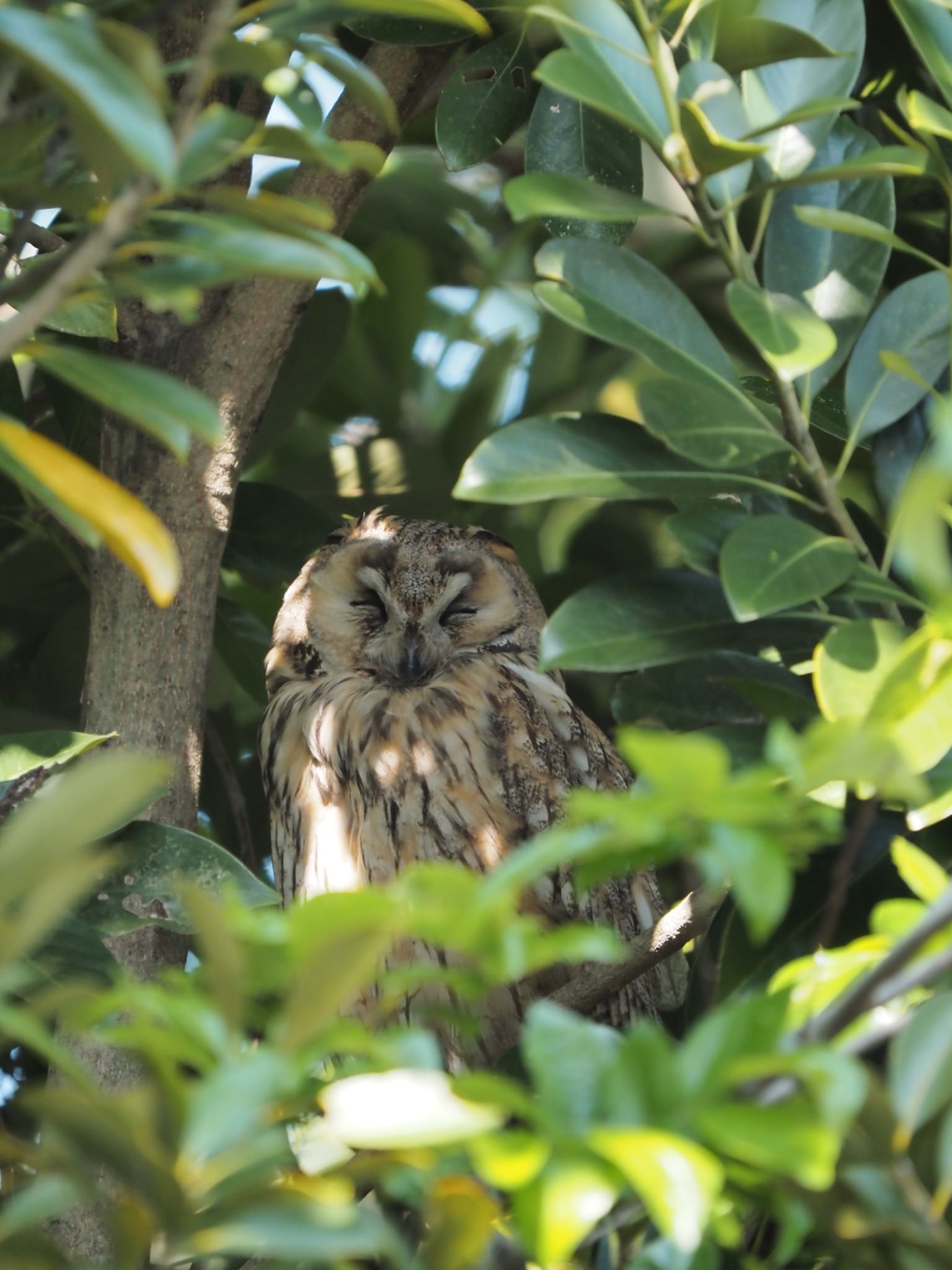 Photo of Long-eared Owl at  by masaki