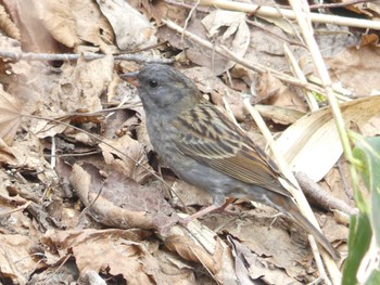 2022年5月7日(土) 支笏湖野鳥の森の野鳥観察記録