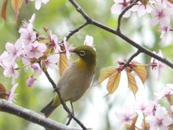 2022年5月7日(土) 西岡公園(西岡水源地)の野鳥観察記録