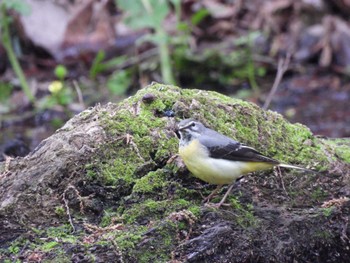 Grey Wagtail 震生湖(神奈川県) Sat, 5/7/2022