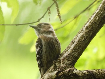 Japanese Pygmy Woodpecker 震生湖(神奈川県) Sat, 5/7/2022