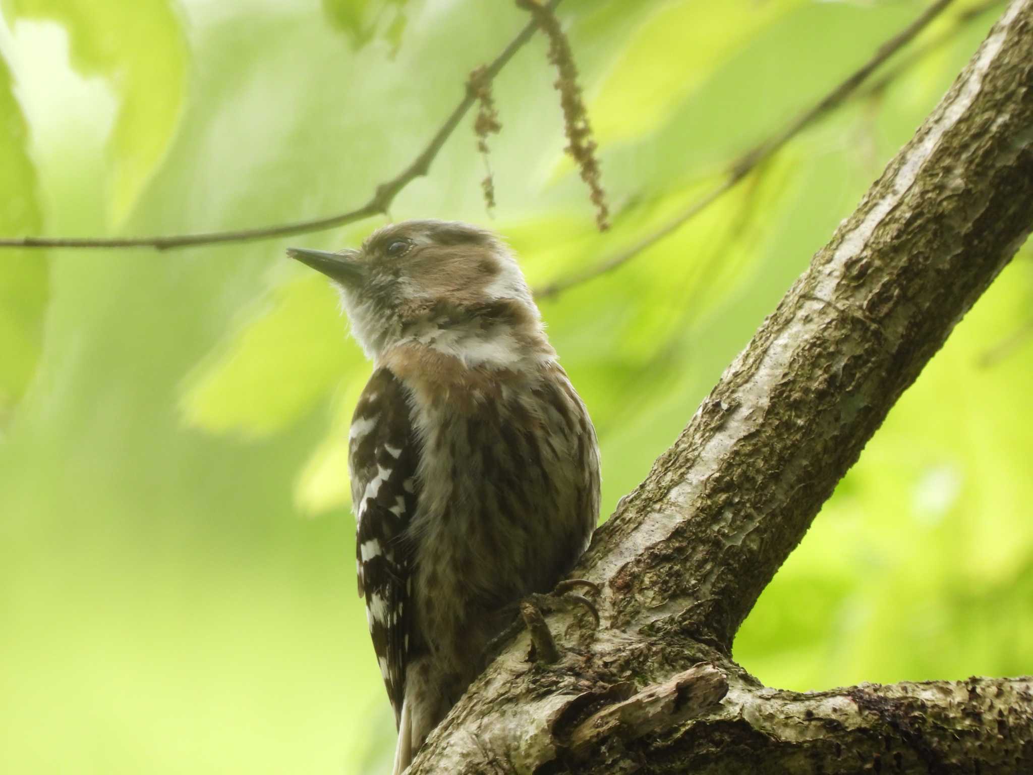 Japanese Pygmy Woodpecker