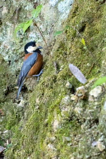 Varied Tit 箕面公園(大阪府) Sat, 5/7/2022