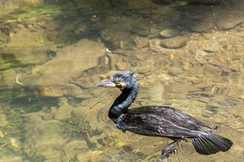 カワウ 箕面公園(大阪府) 2022年5月7日(土)