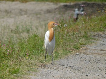 Sat, 5/7/2022 Birding report at 京都府