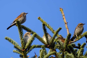 Dusky Thrush 奈良市水上池 Mon, 12/4/2017