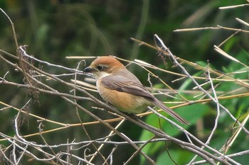 Bull-headed Shrike 池子の森自然公園 Sat, 5/7/2022