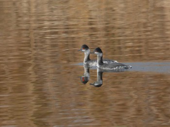 Black-necked Grebe 手賀川 Wed, 11/29/2017