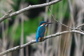 Common Kingfisher 池子の森自然公園 Sat, 5/7/2022