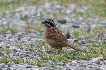 Meadow Bunting 池子の森自然公園 Sat, 5/7/2022