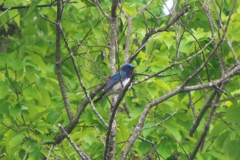 Blue-and-white Flycatcher 池子の森自然公園 Sat, 5/7/2022