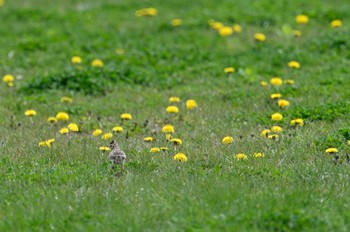 Eurasian Skylark 札幌 Sat, 5/7/2022