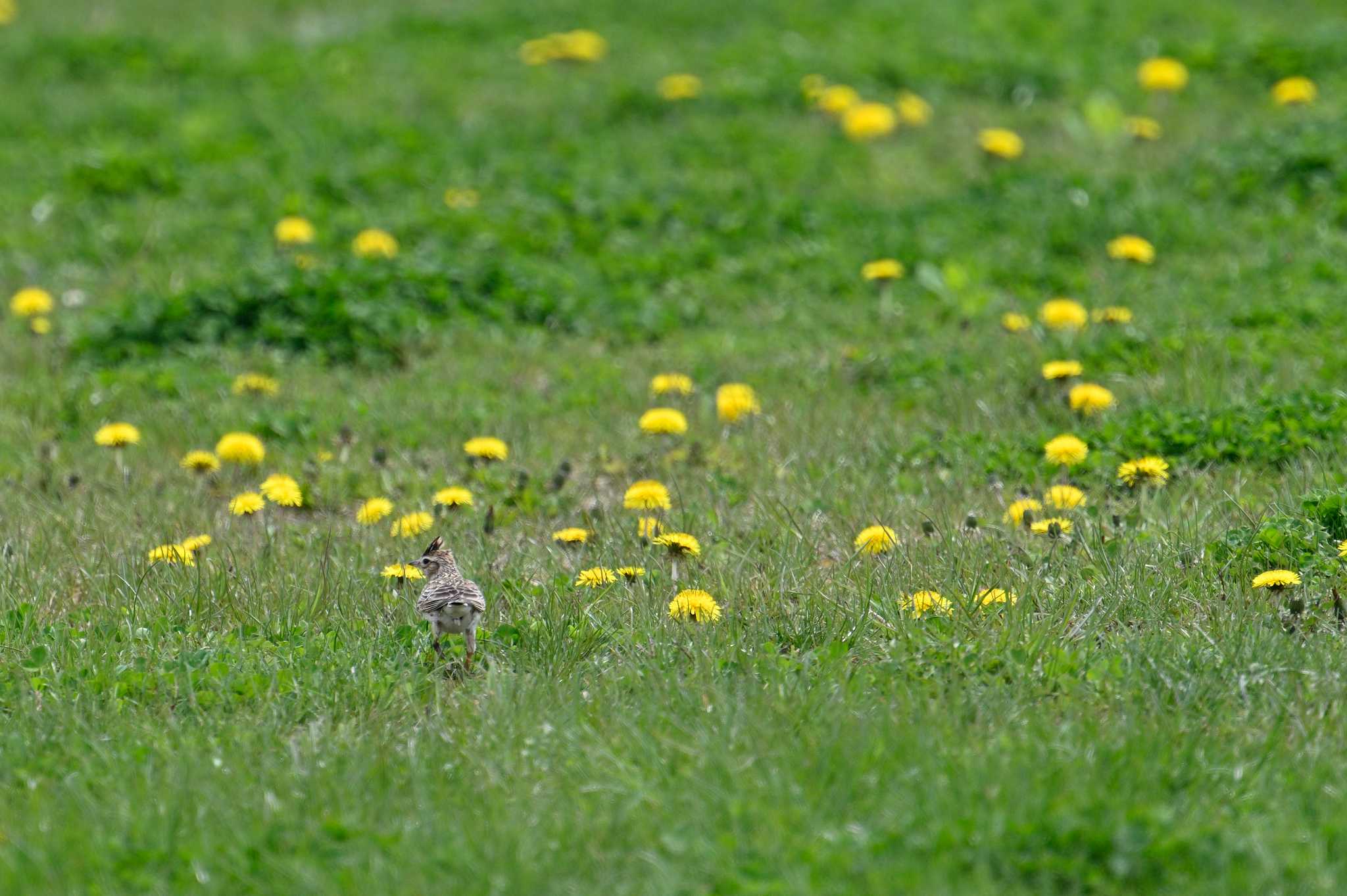 Photo of Eurasian Skylark at 札幌 by North* Star*