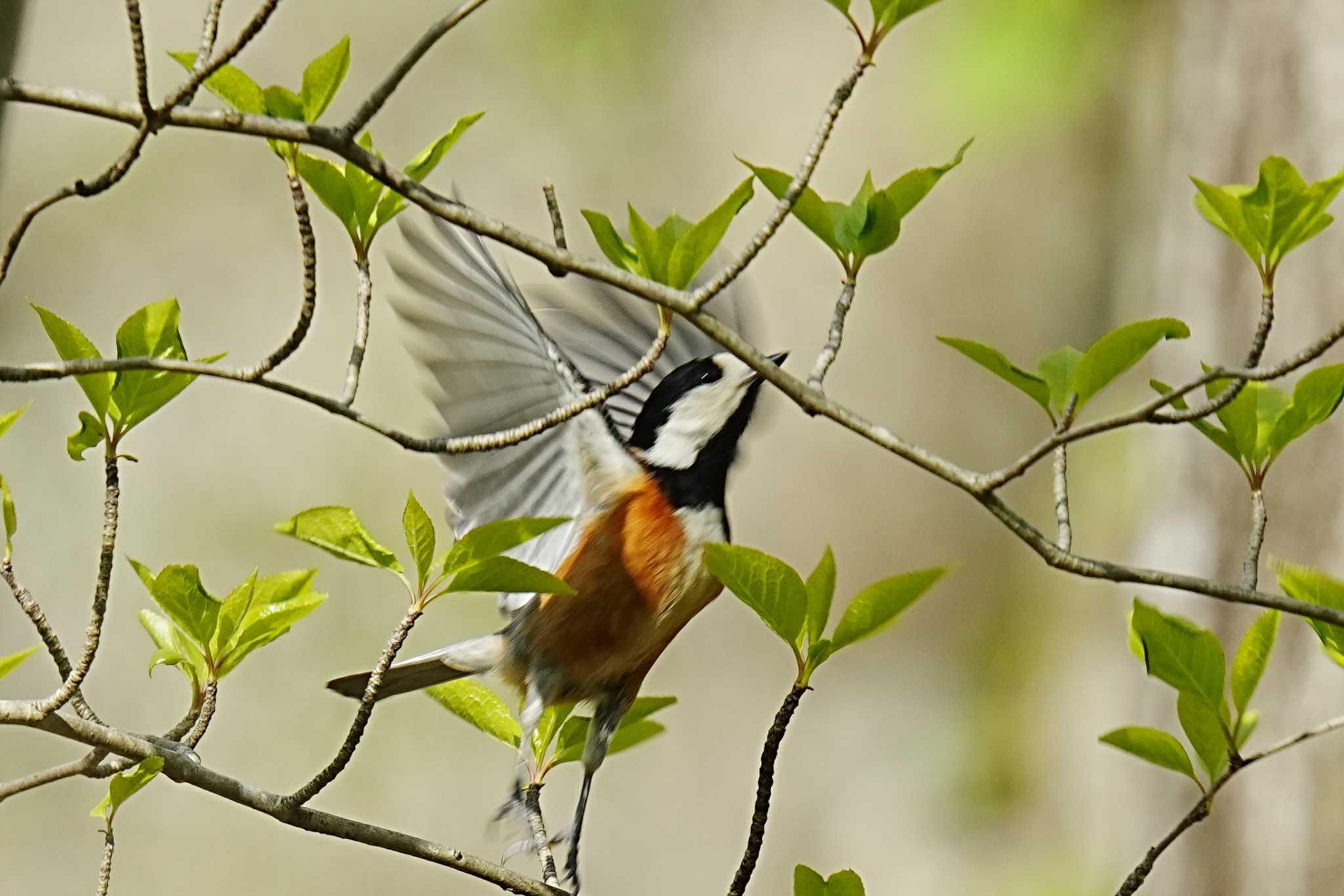 Varied Tit