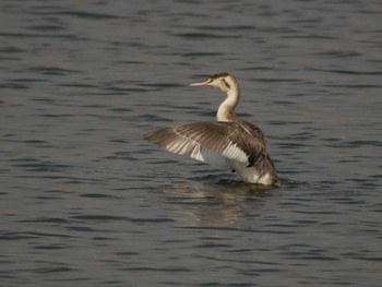 Great Crested Grebe 手賀川 Wed, 11/29/2017