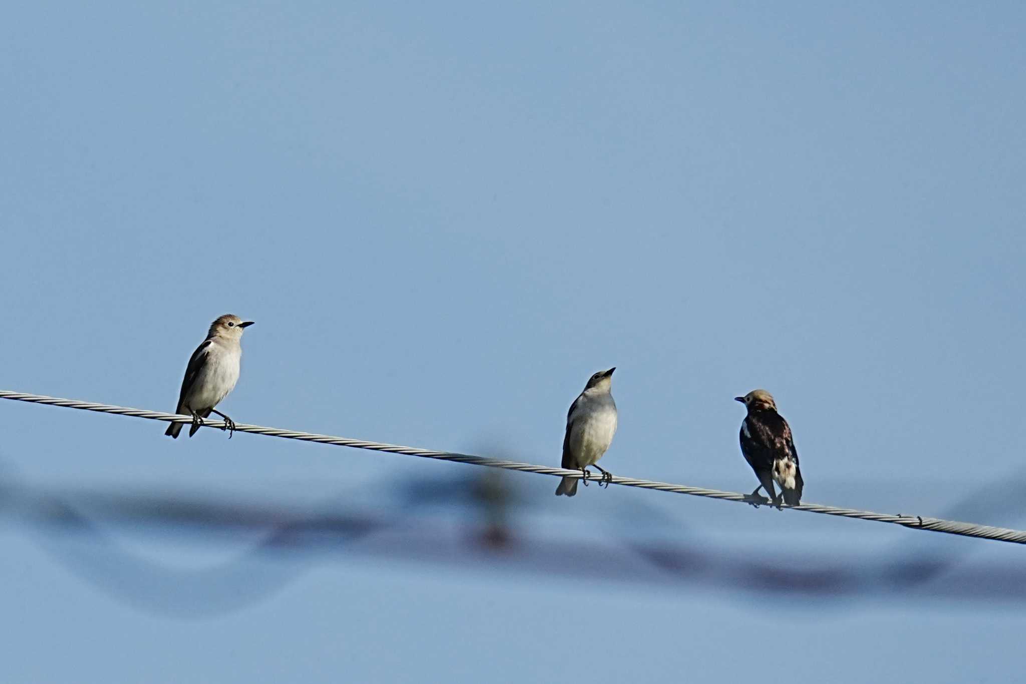 Chestnut-cheeked Starling