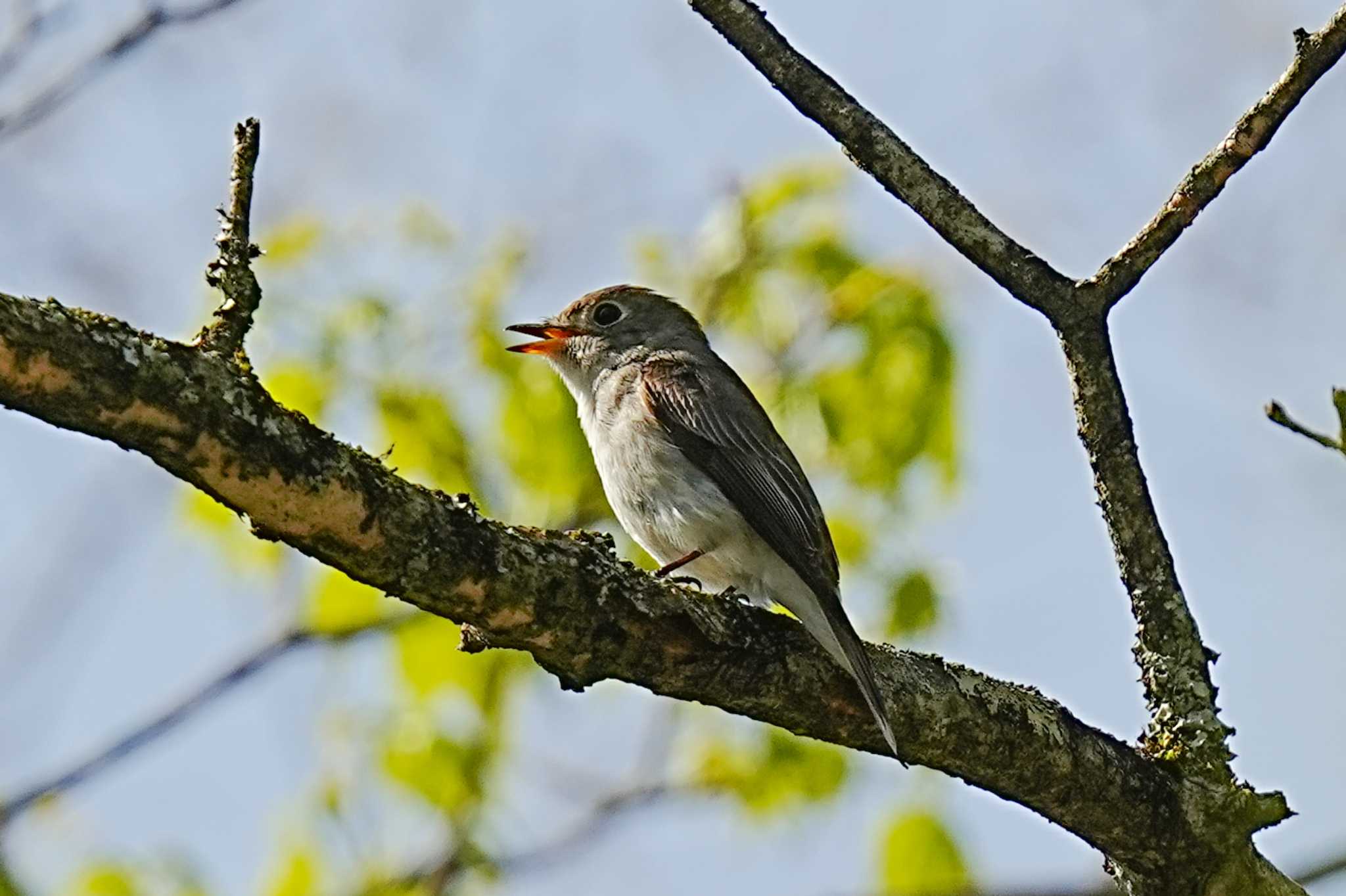 Asian Brown Flycatcher