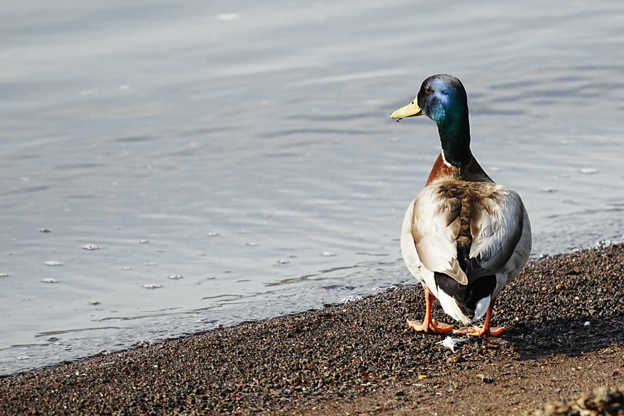 Domestic duck