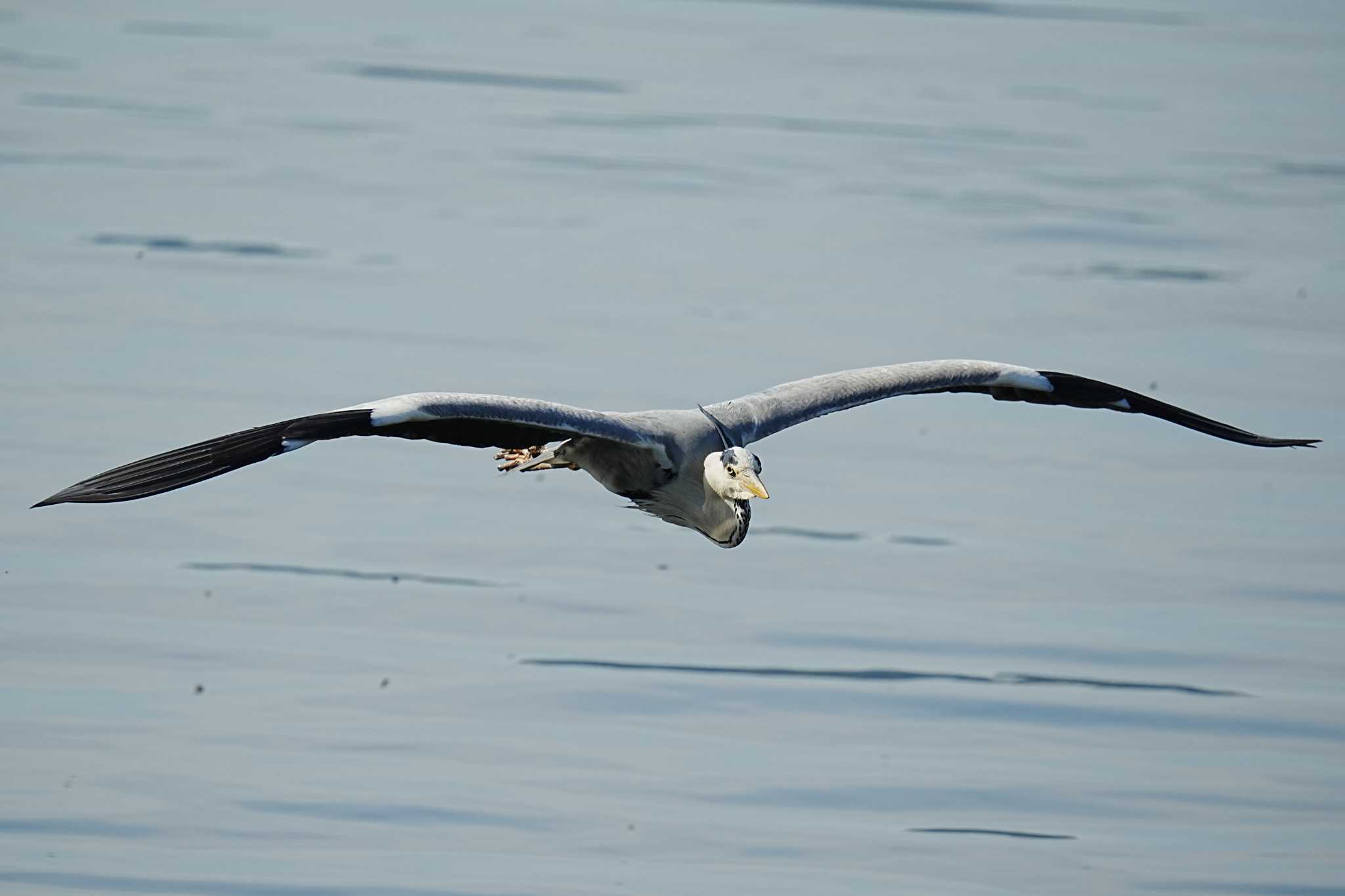 Grey Heron