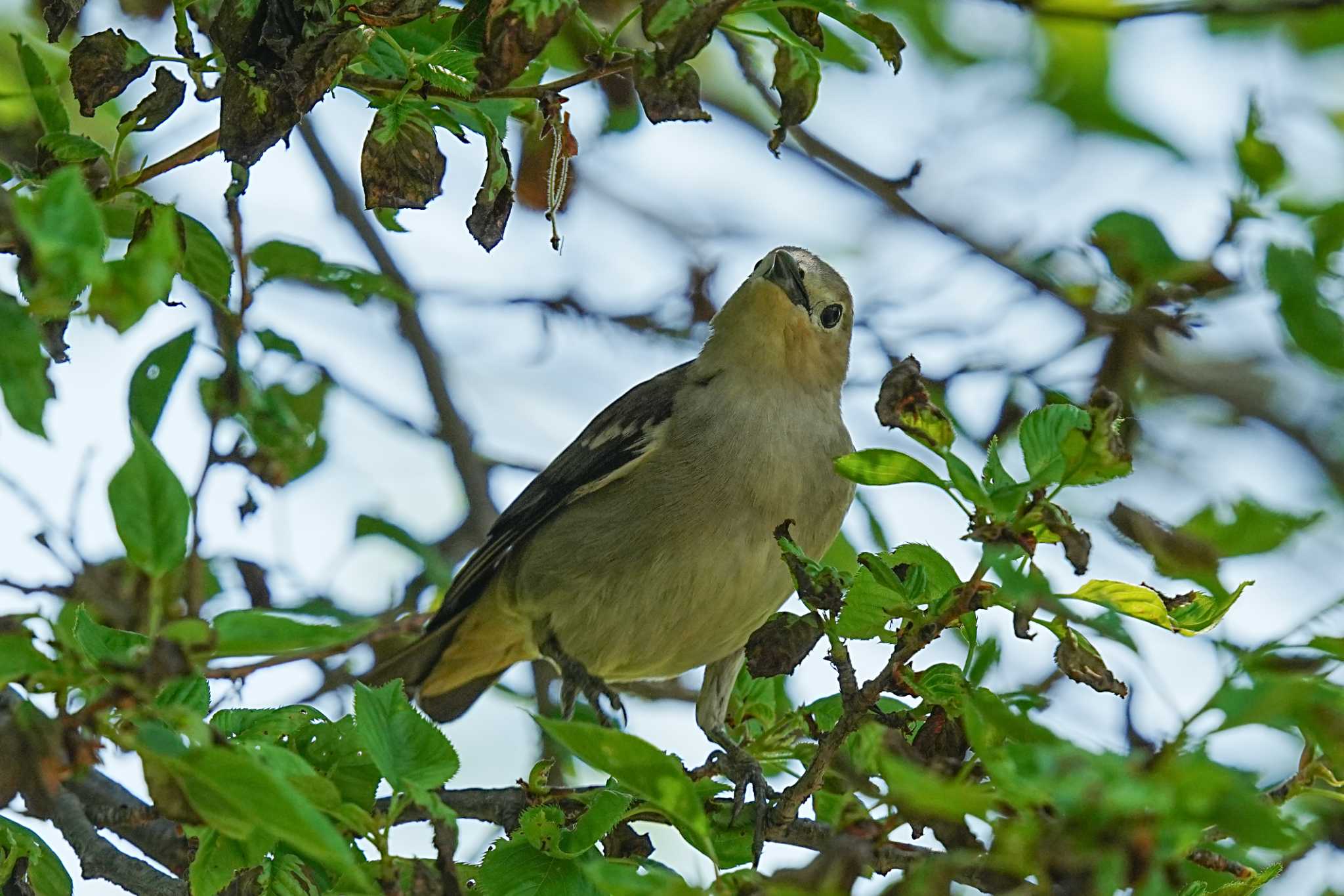 Chestnut-cheeked Starling