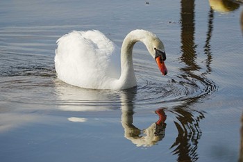 Thu, 5/5/2022 Birding report at Yamanakako Lake