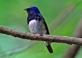 Blue-and-white Flycatcher 静岡県森林公園 Sat, 5/7/2022